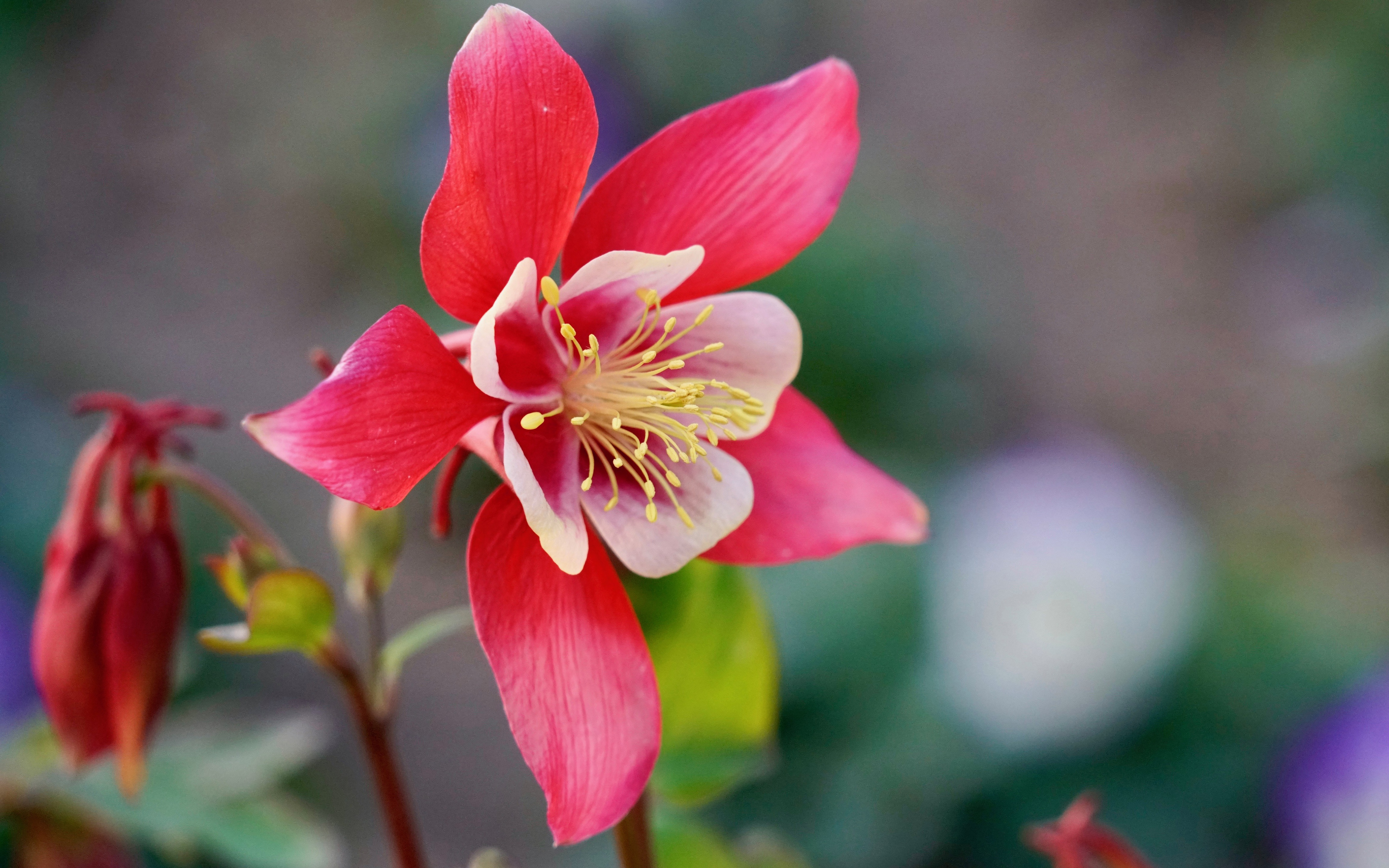 Columbine Wallpapers