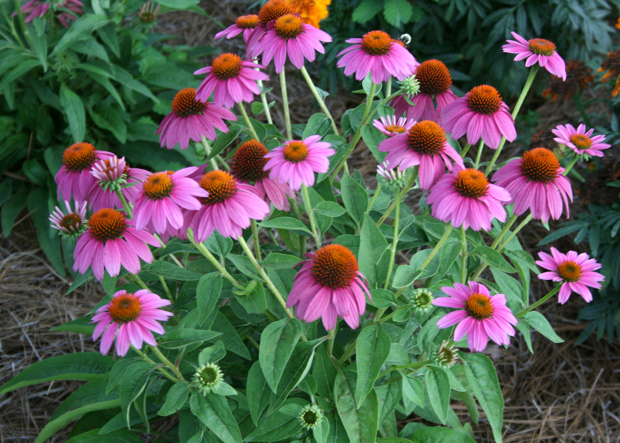 Coneflower Wallpapers