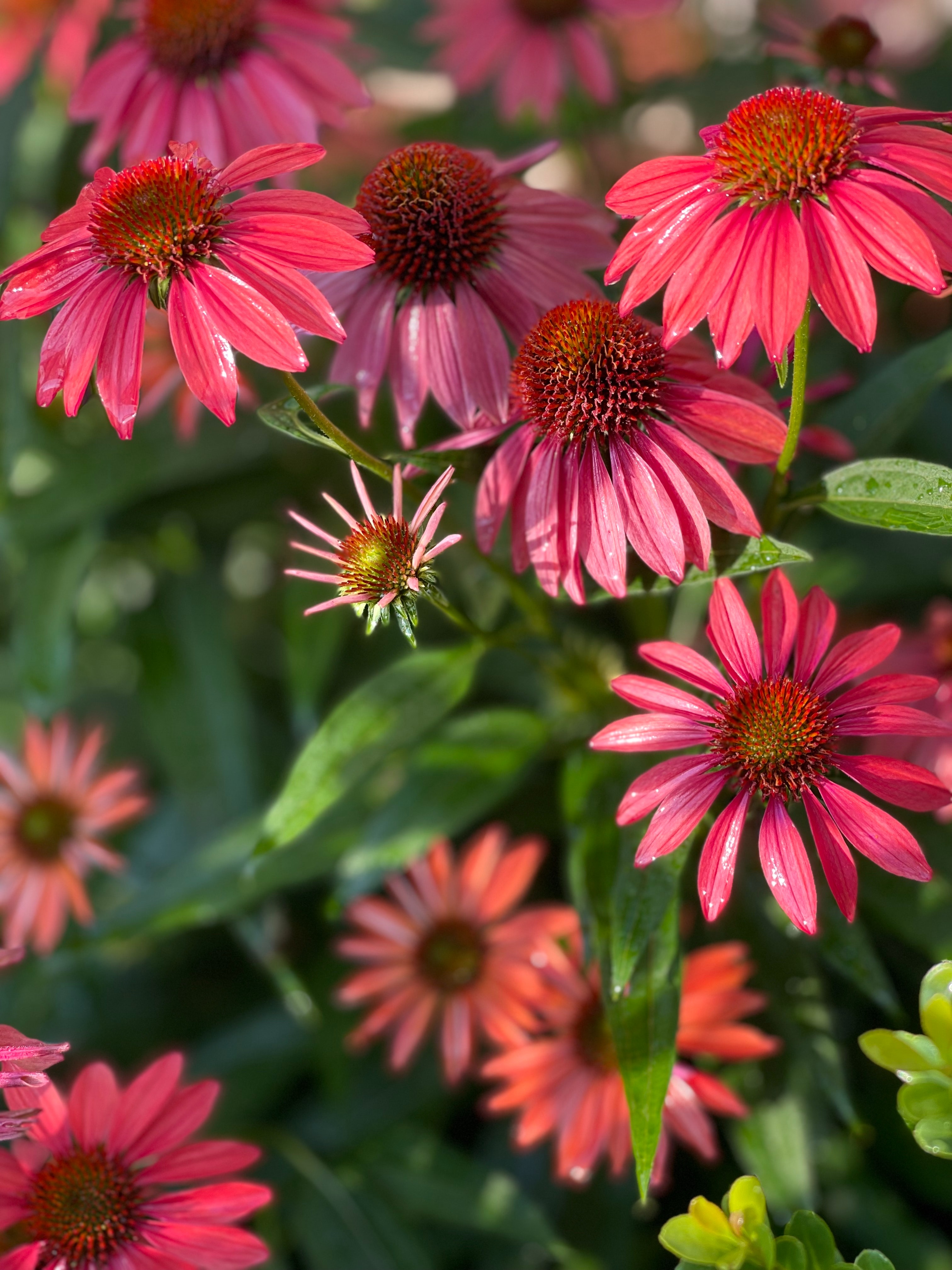 Coneflower Wallpapers