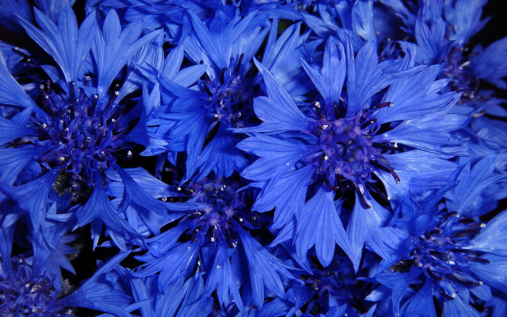 Cornflower Wallpapers