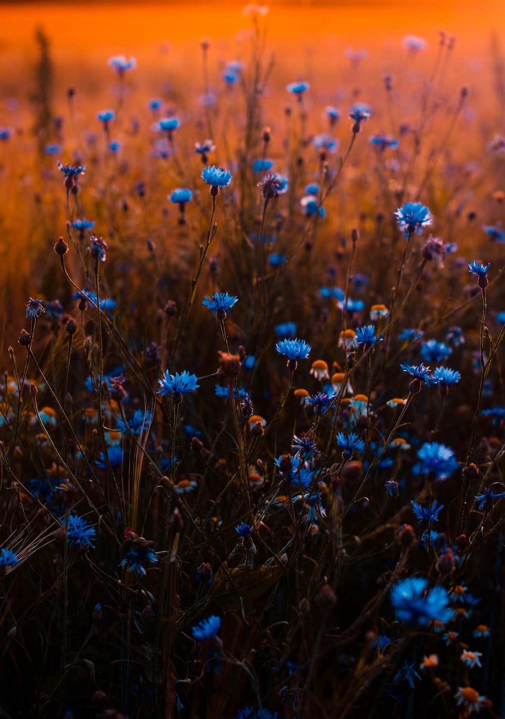 Cornflower Wallpapers