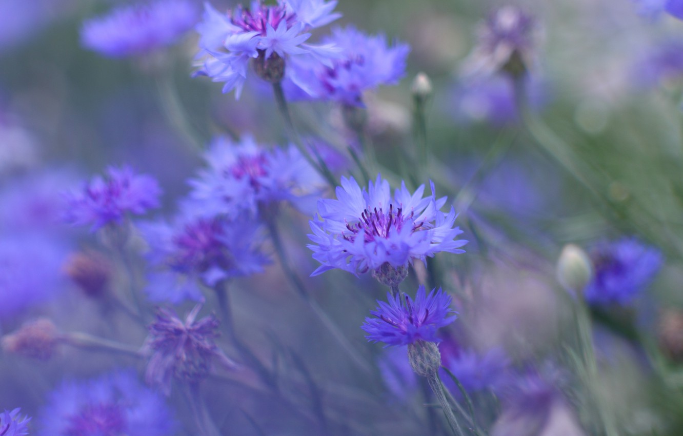 Cornflower Wallpapers