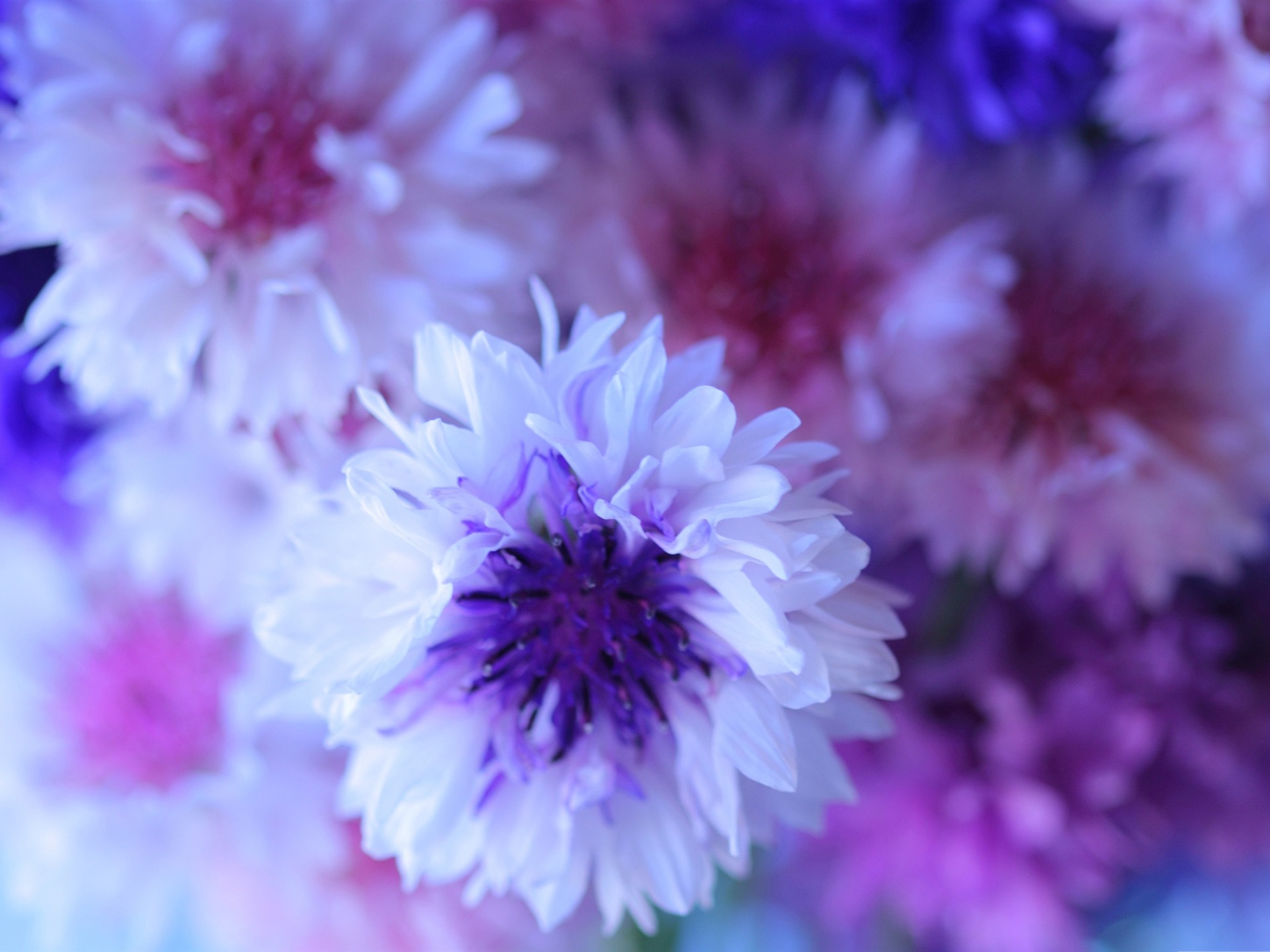 Cornflower Wallpapers