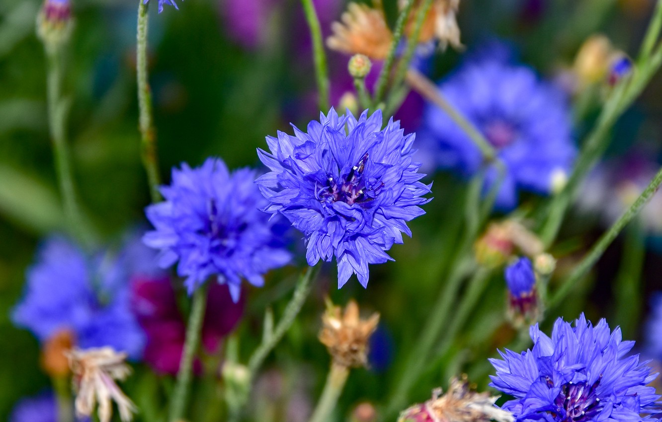 Cornflower Wallpapers