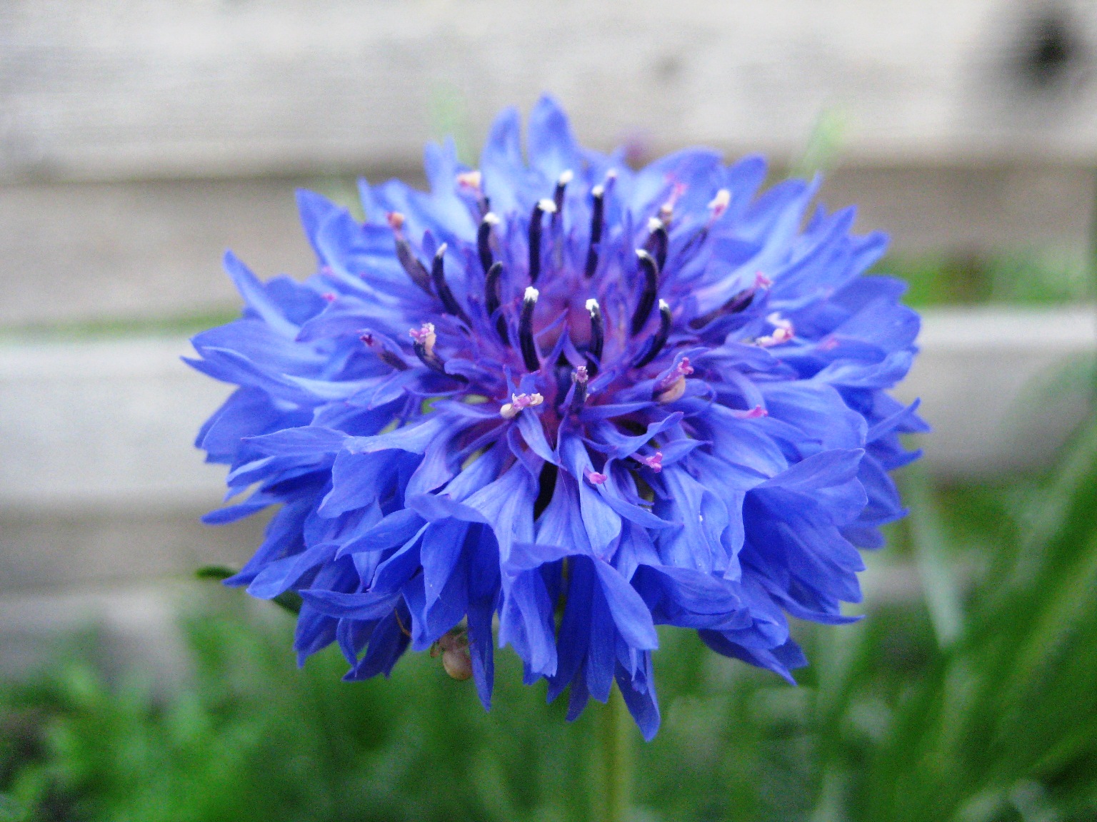 Cornflower Wallpapers