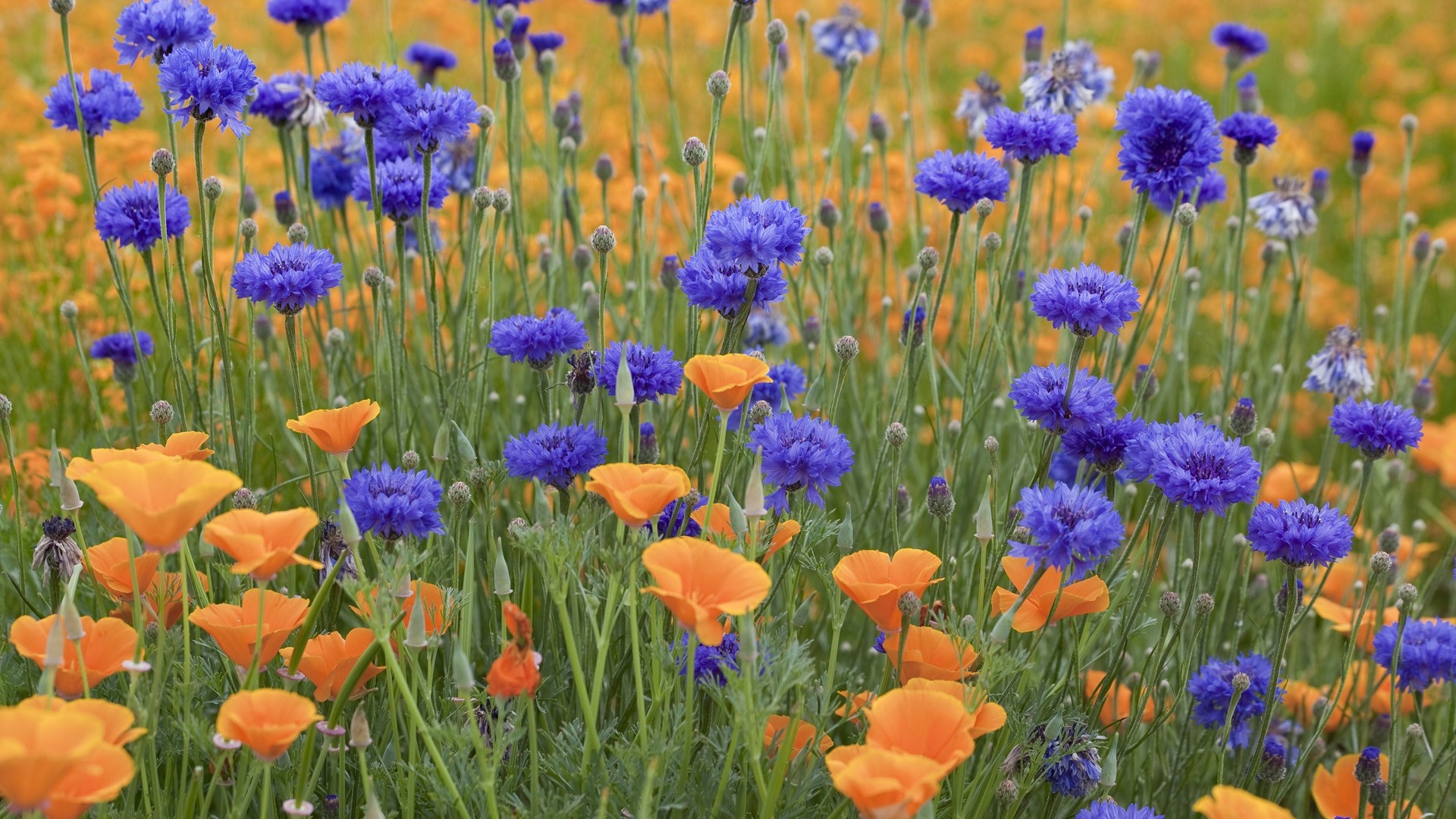 Cornflower Wallpapers