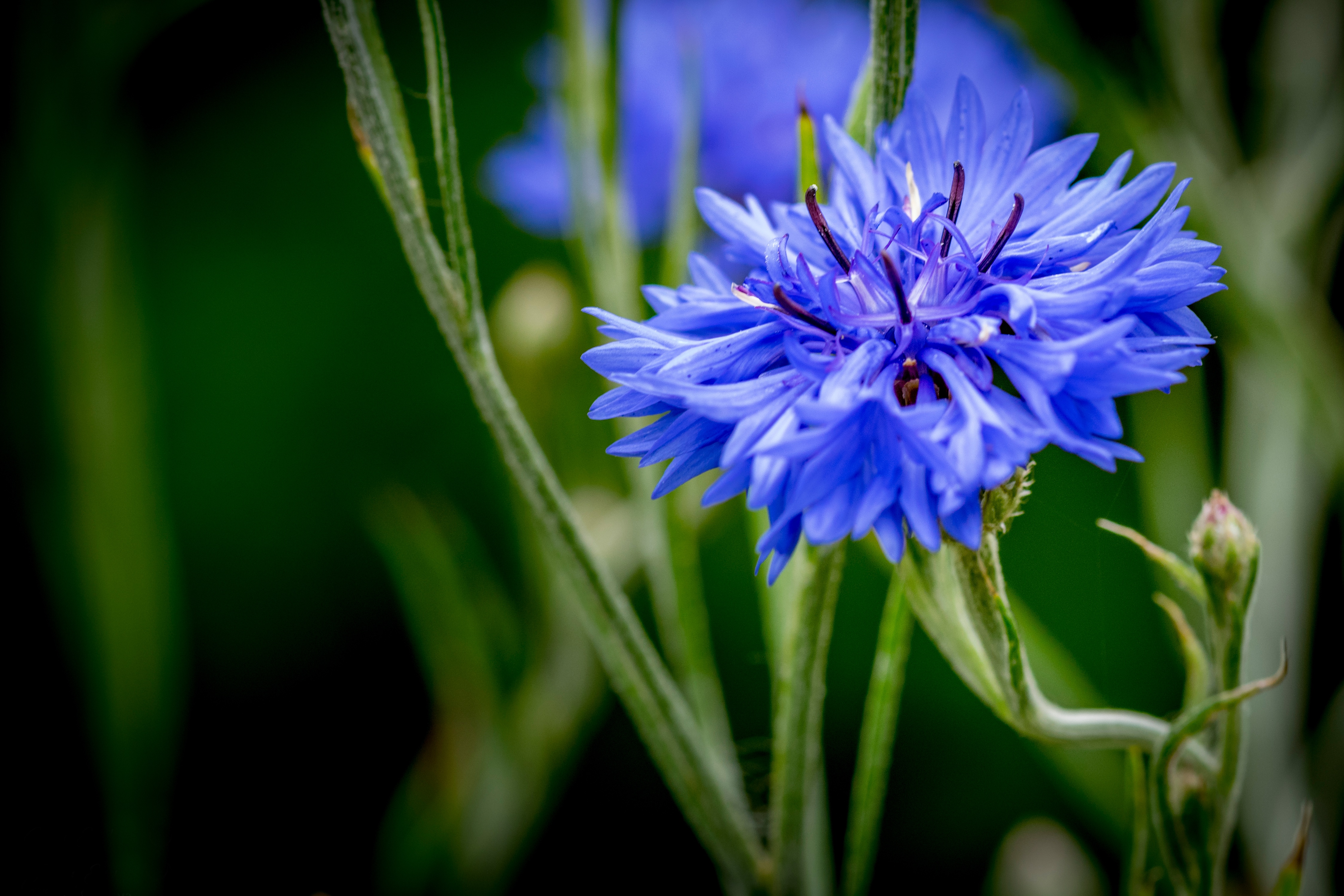 Cornflower Wallpapers