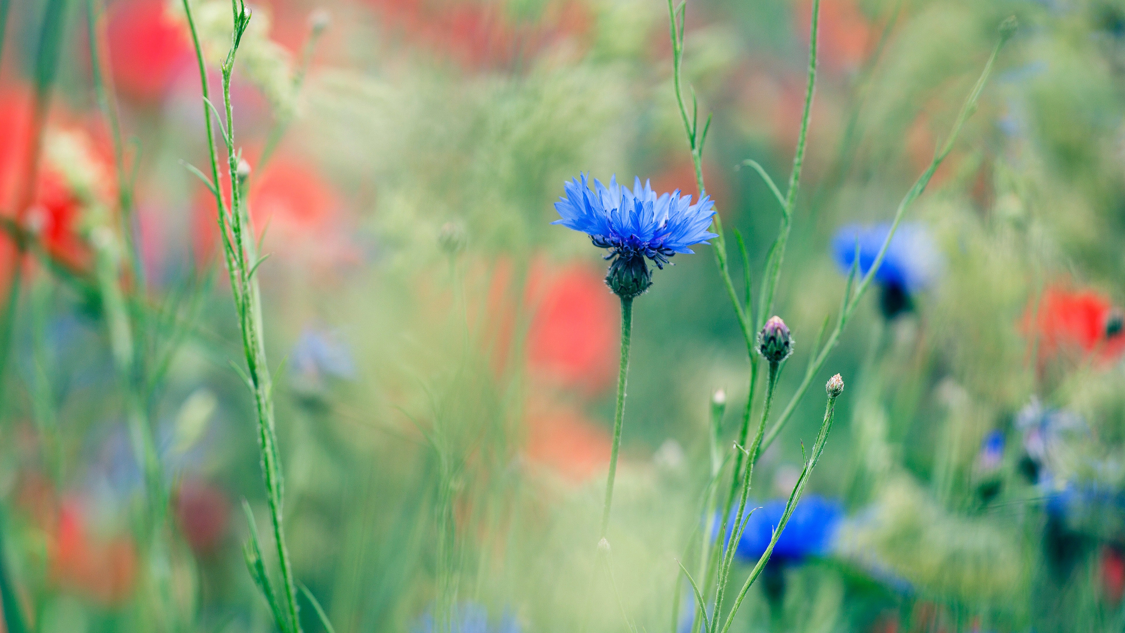 Cornflower Wallpapers