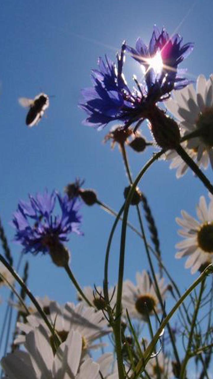 Cornflower Wallpapers