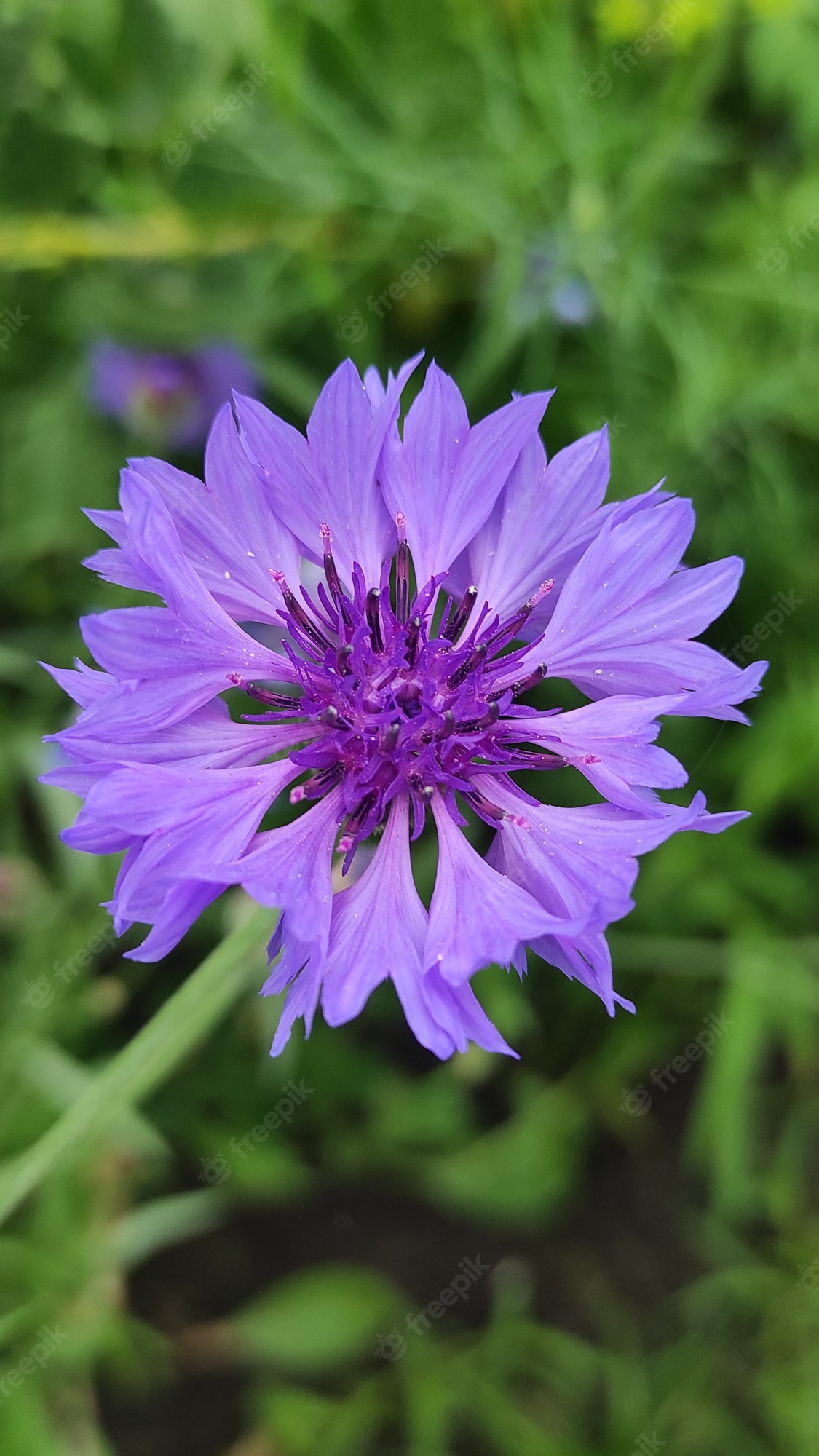 Cornflower Wallpapers