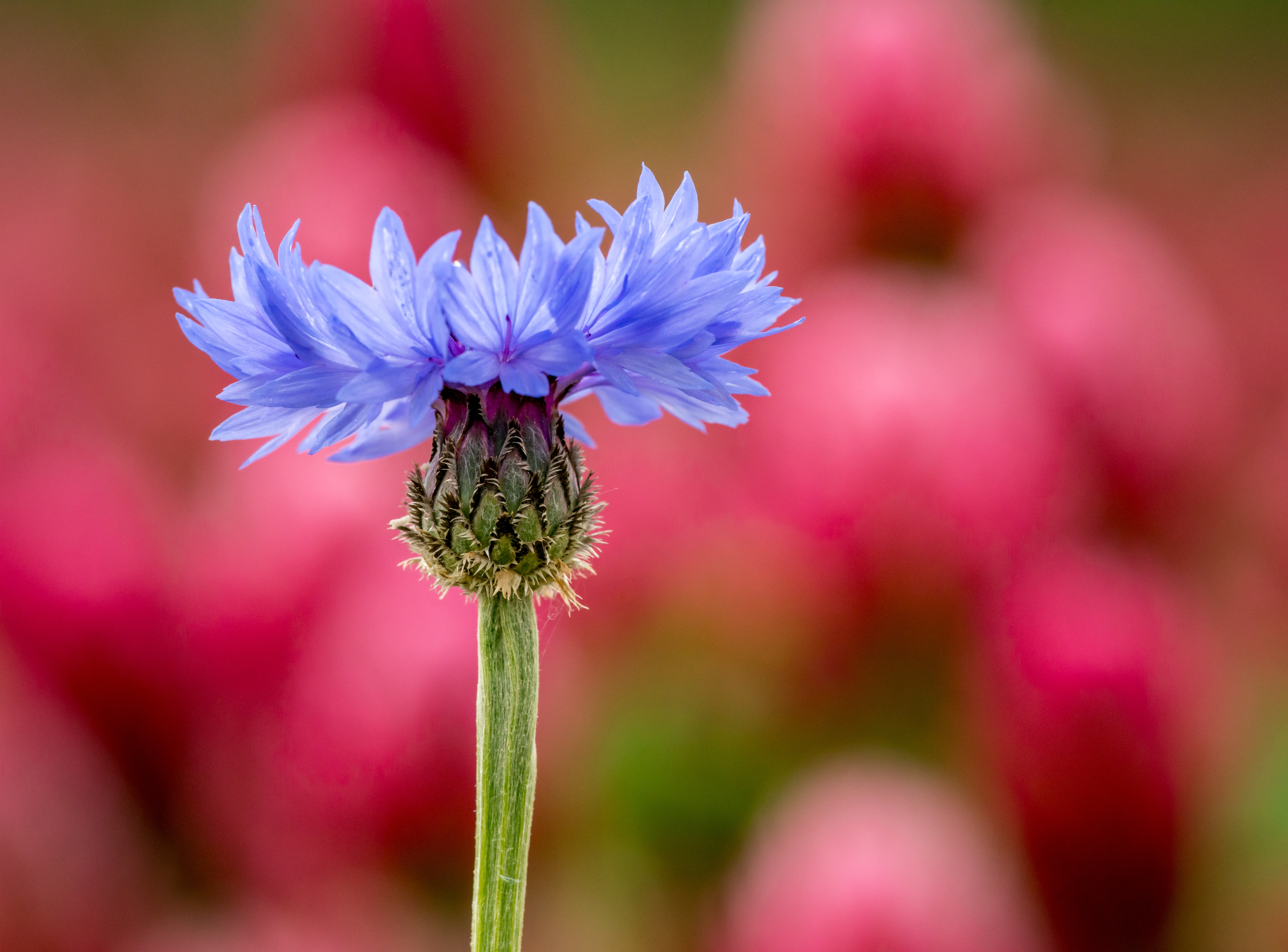 Cornflower Wallpapers