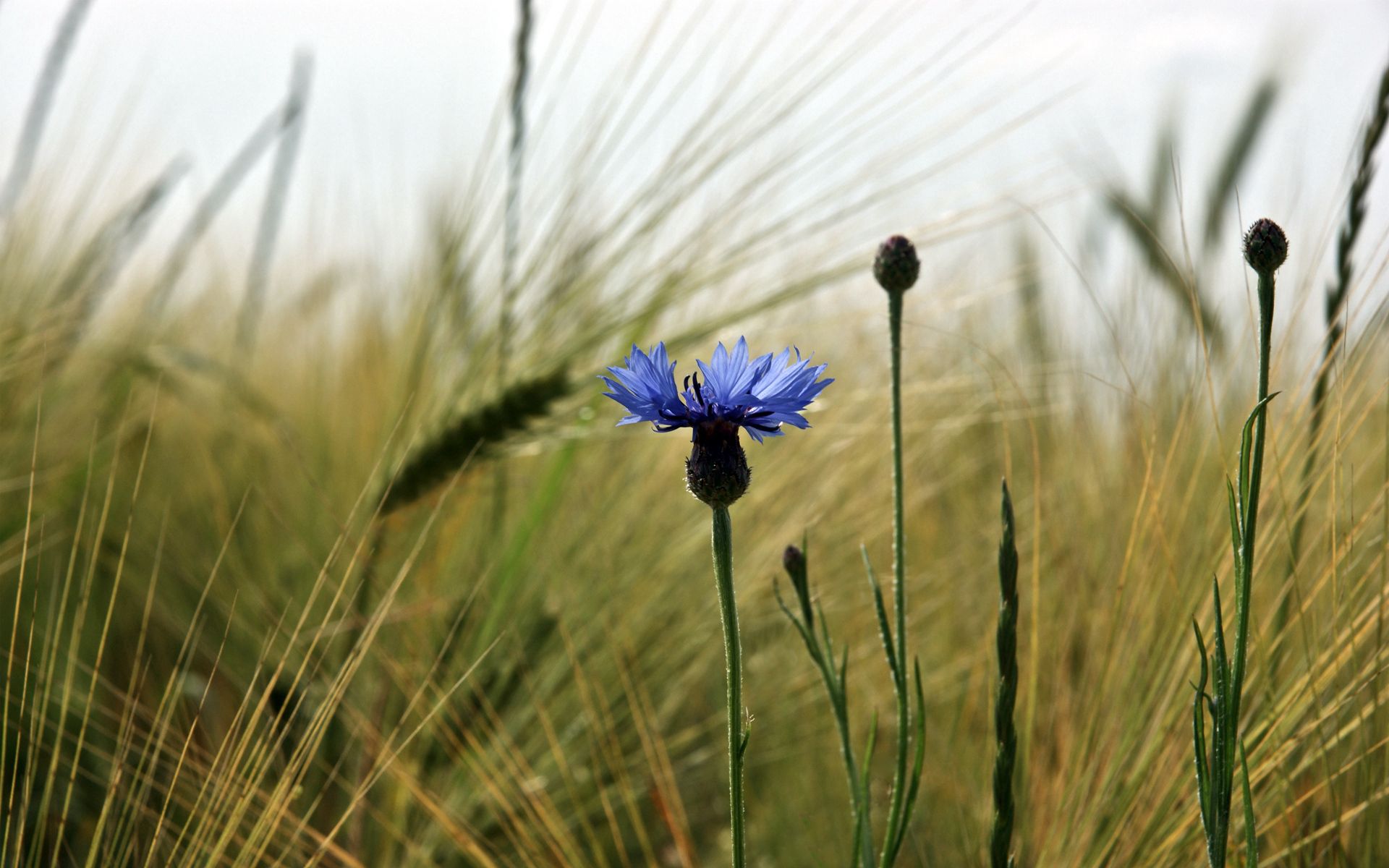 Cornflower Wallpapers