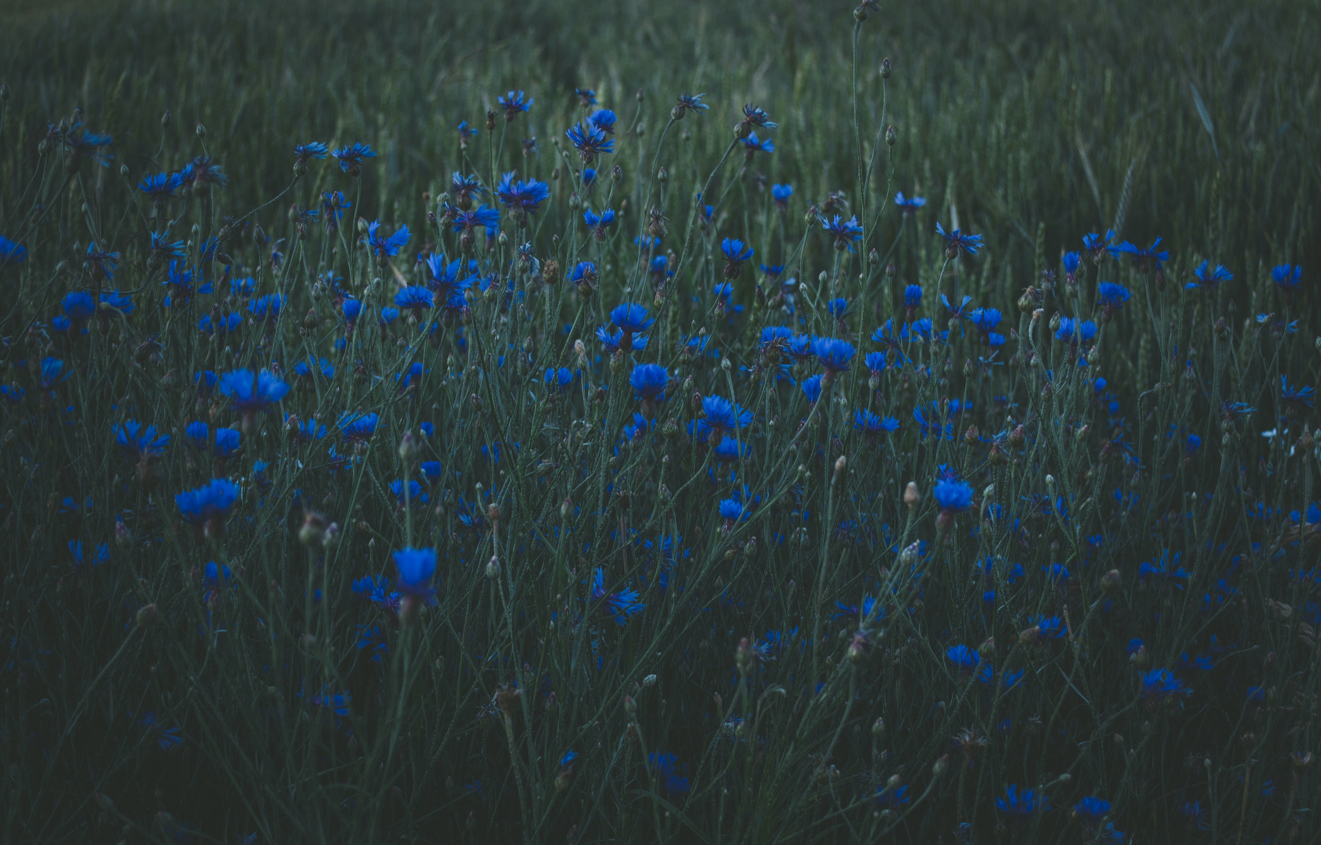 Cornflower Wallpapers