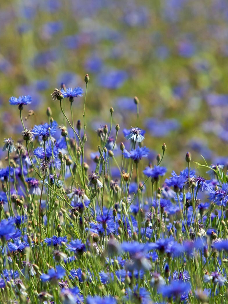 Cornflower Wallpapers