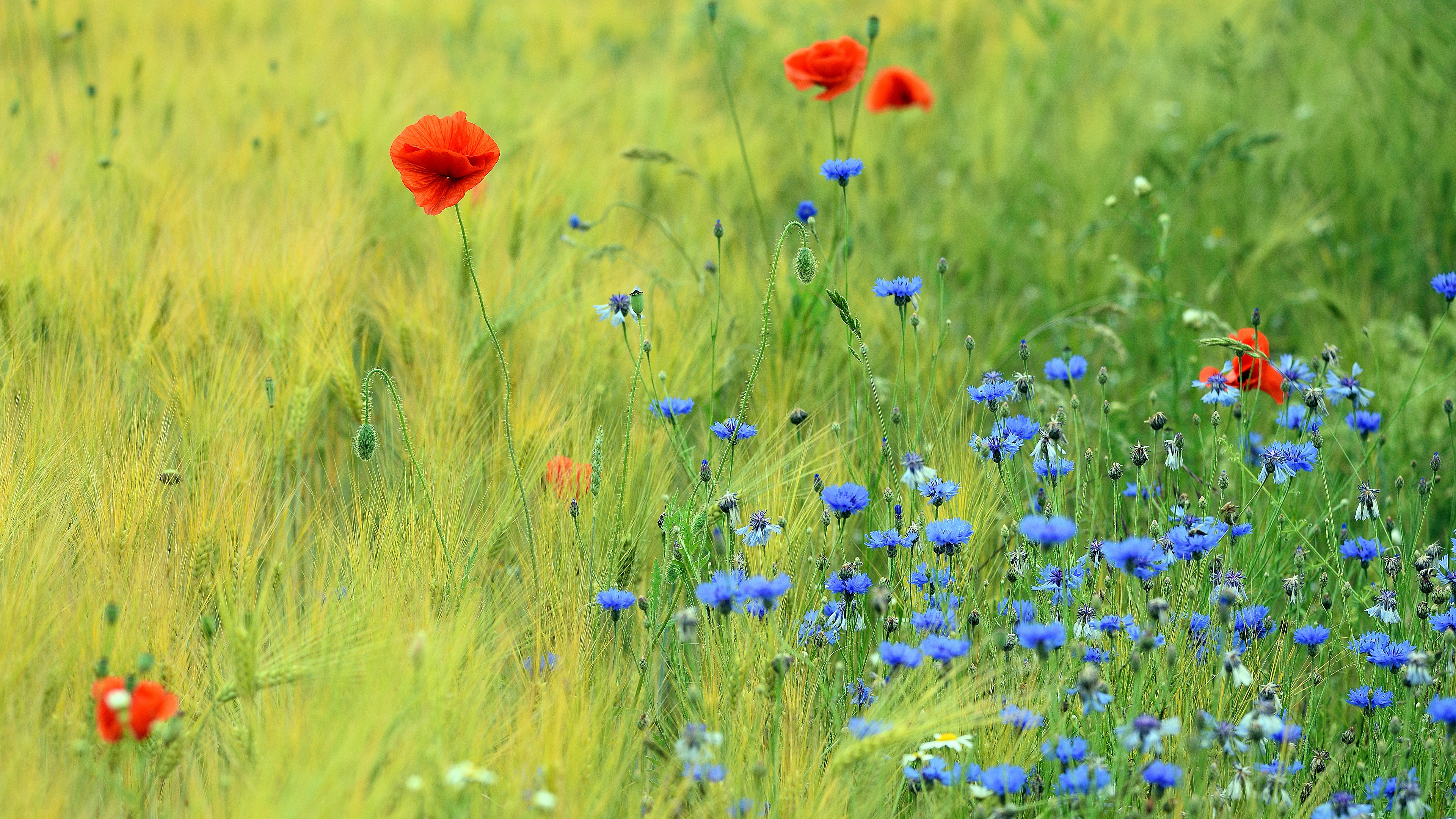 Cornflower Wallpapers