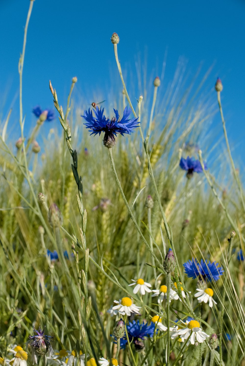 Cornflower Wallpapers