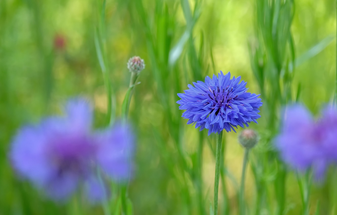 Cornflower Wallpapers