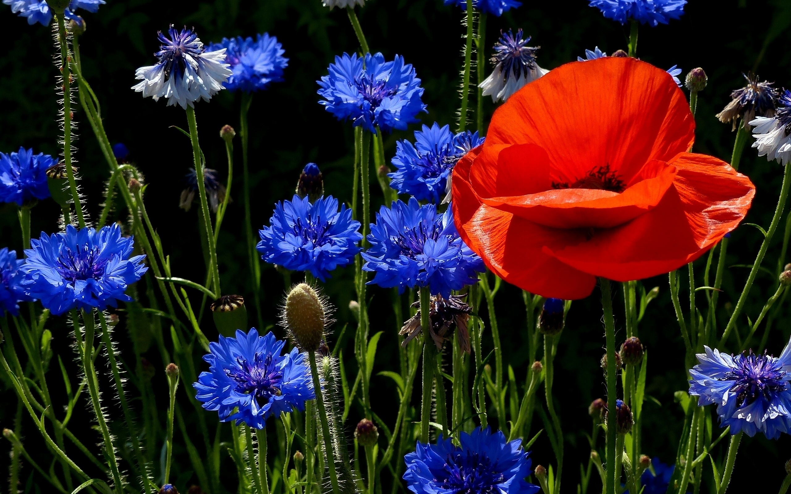 Cornflower Wallpapers