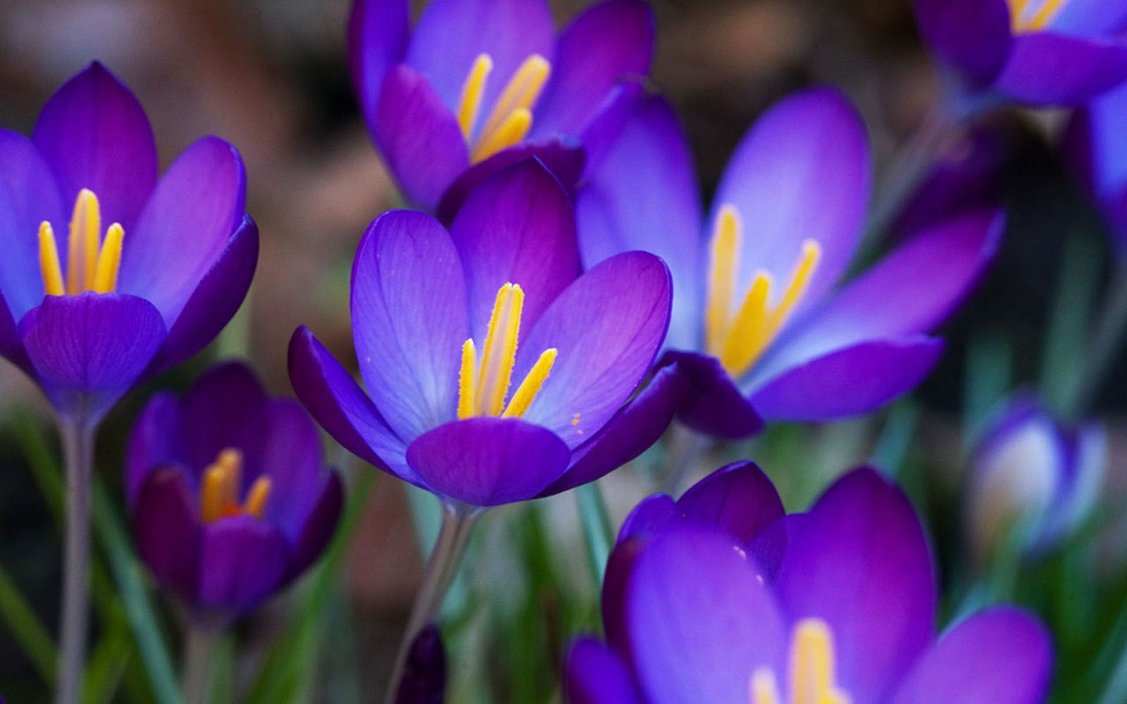 Crocus Wallpapers