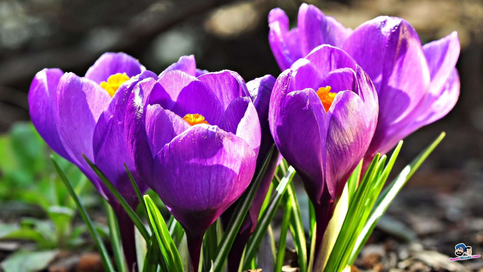 Crocus Wallpapers