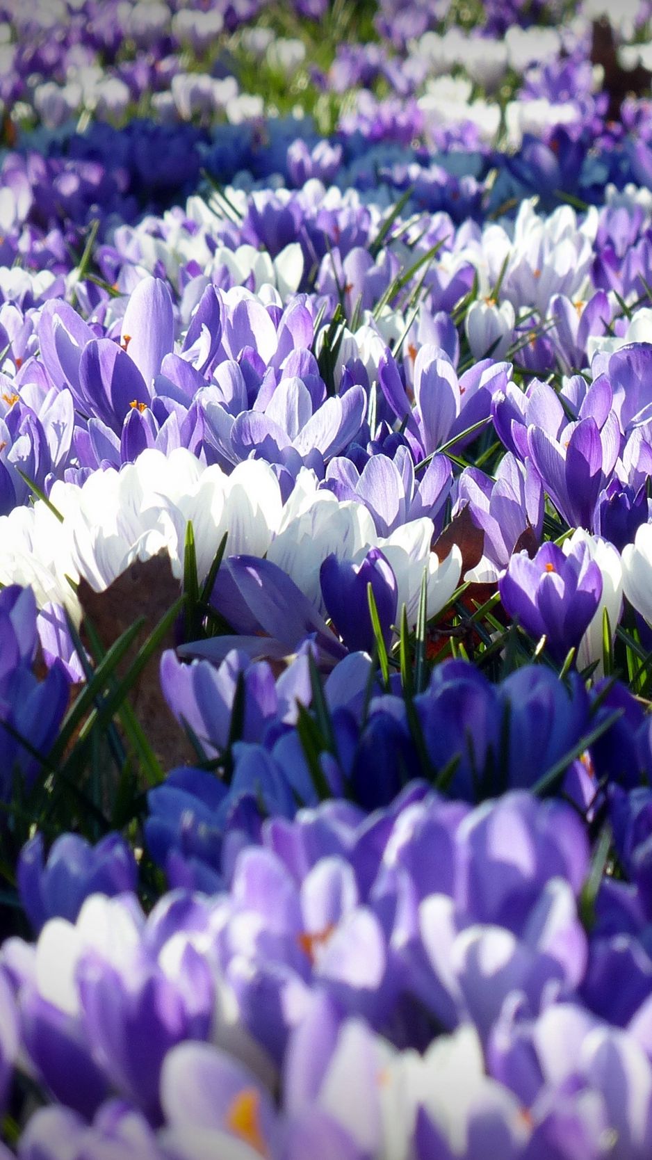 Crocus Wallpapers