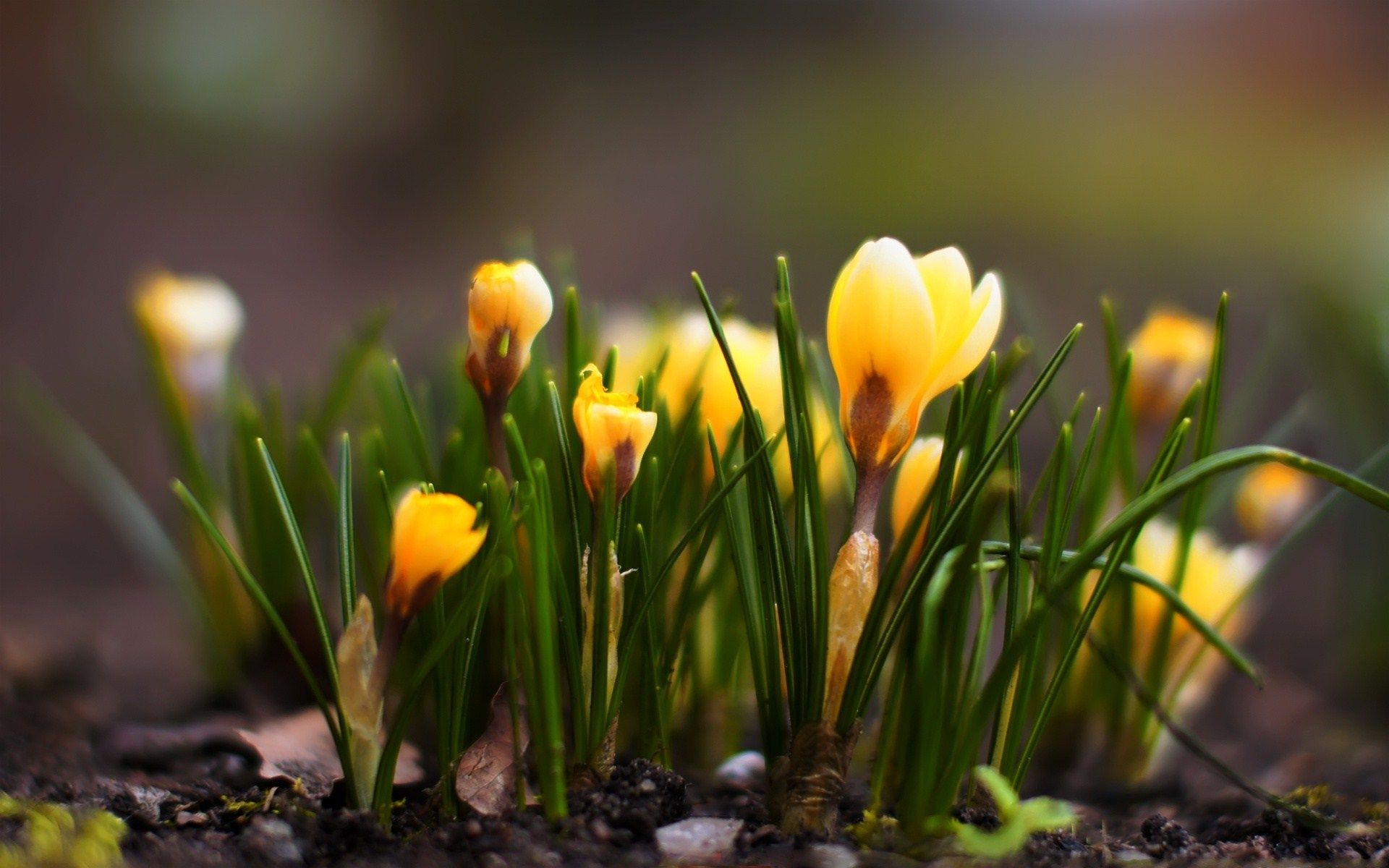 Crocus Wallpapers