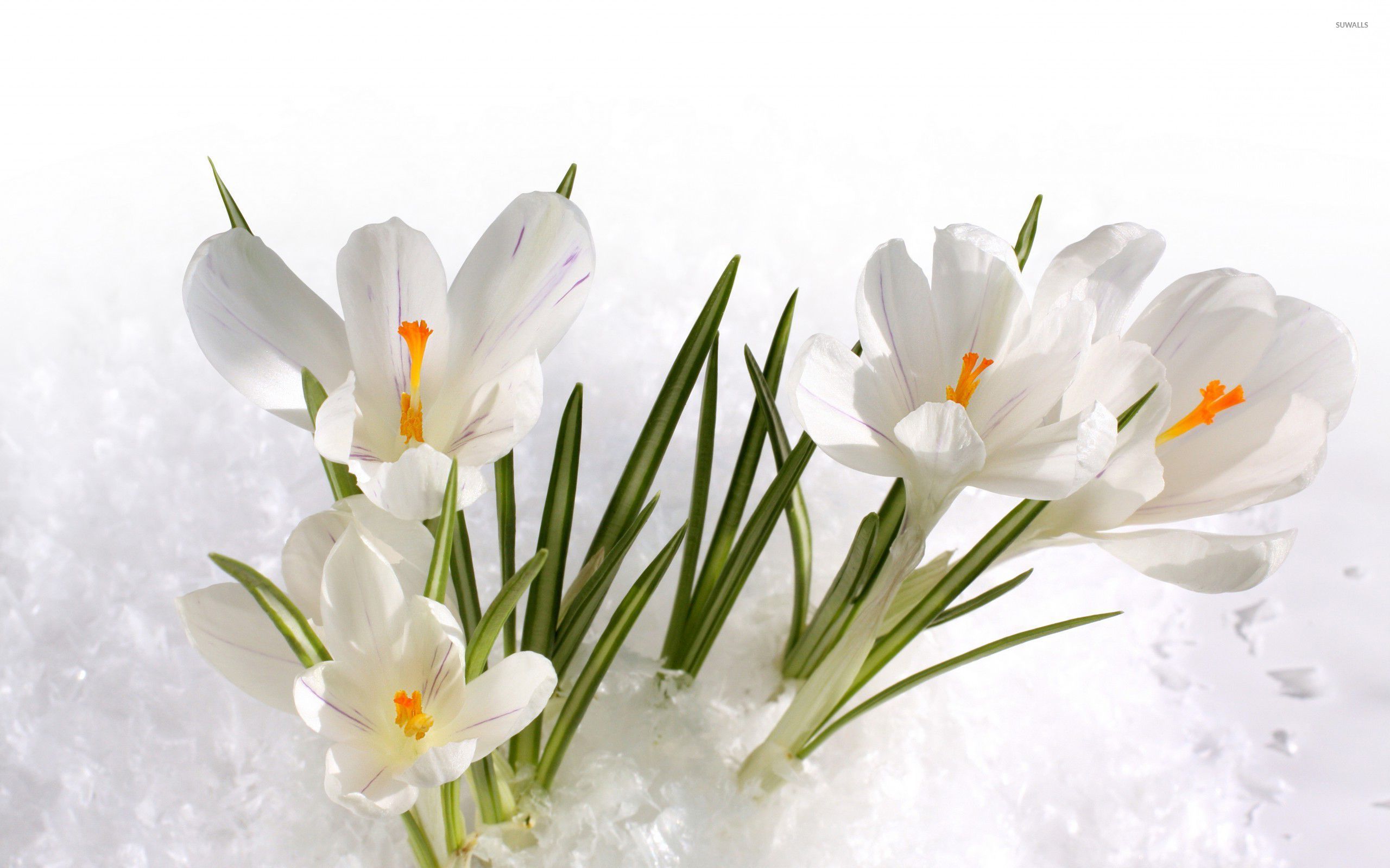 Crocus Wallpapers