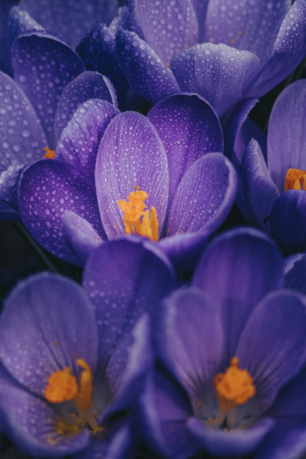 Crocus Wallpapers