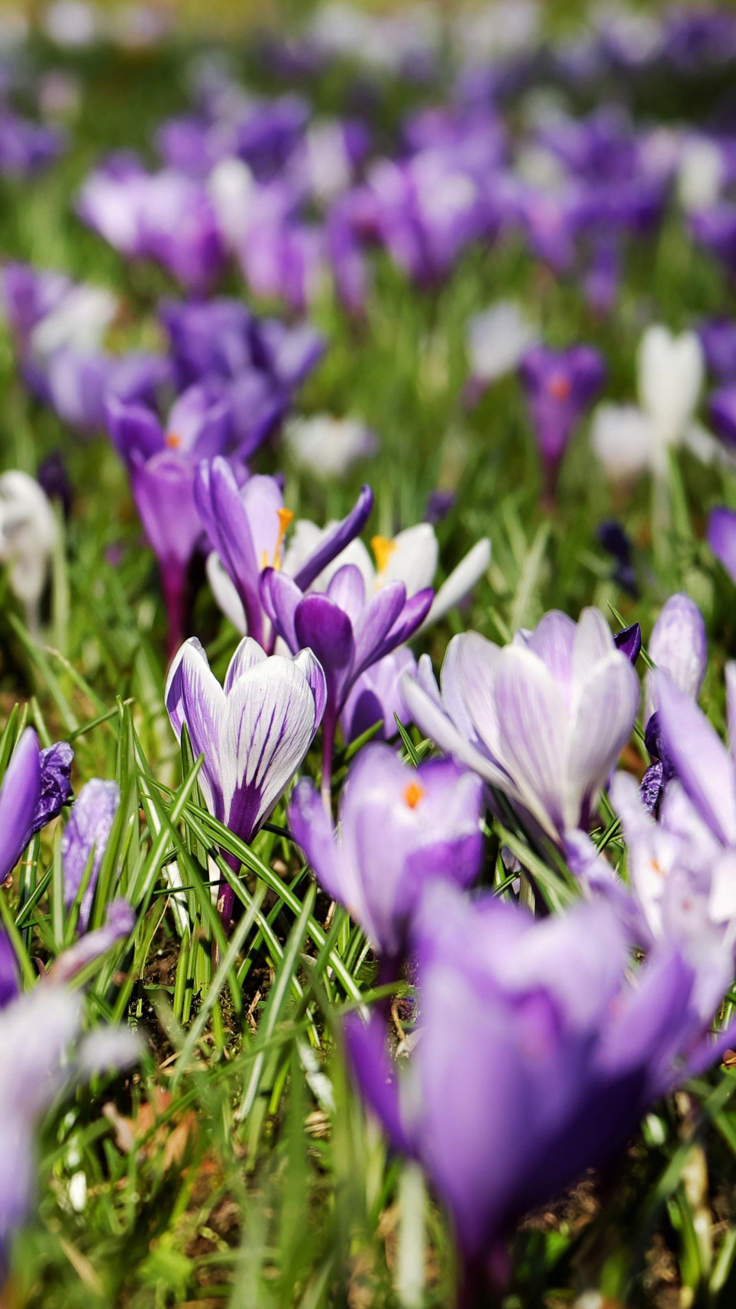 Crocus Wallpapers