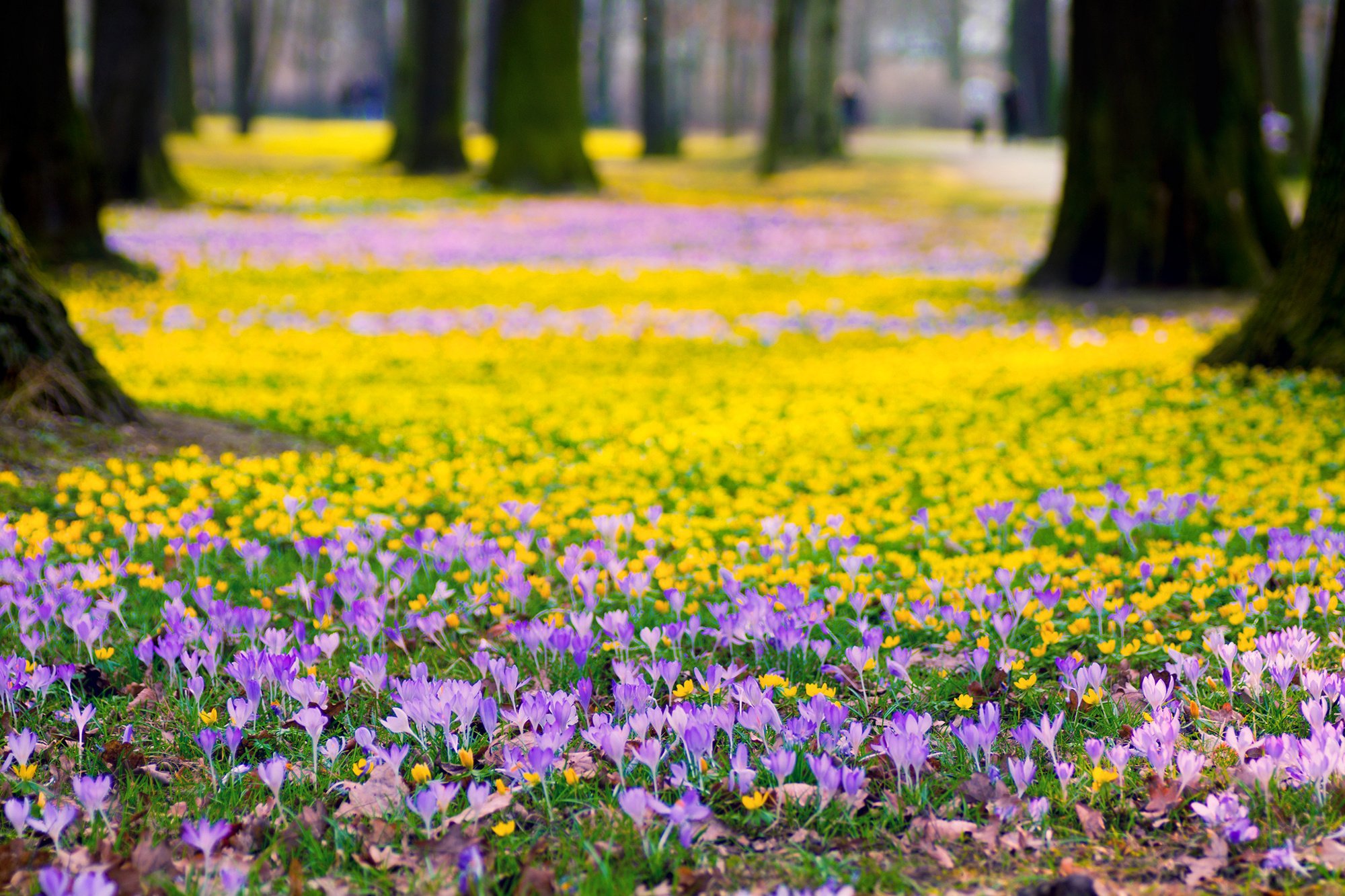 Crocus Wallpapers