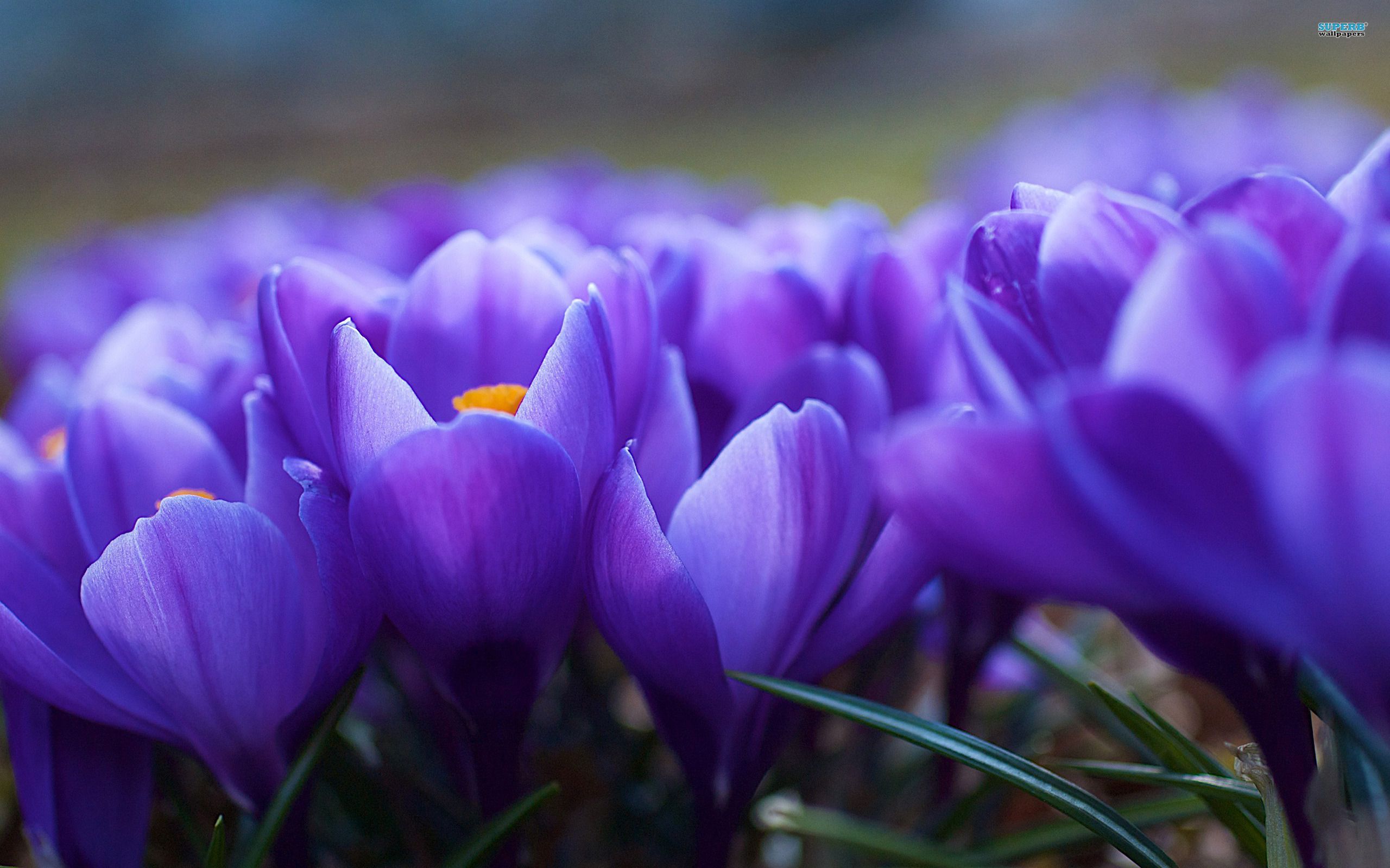 Crocus Wallpapers