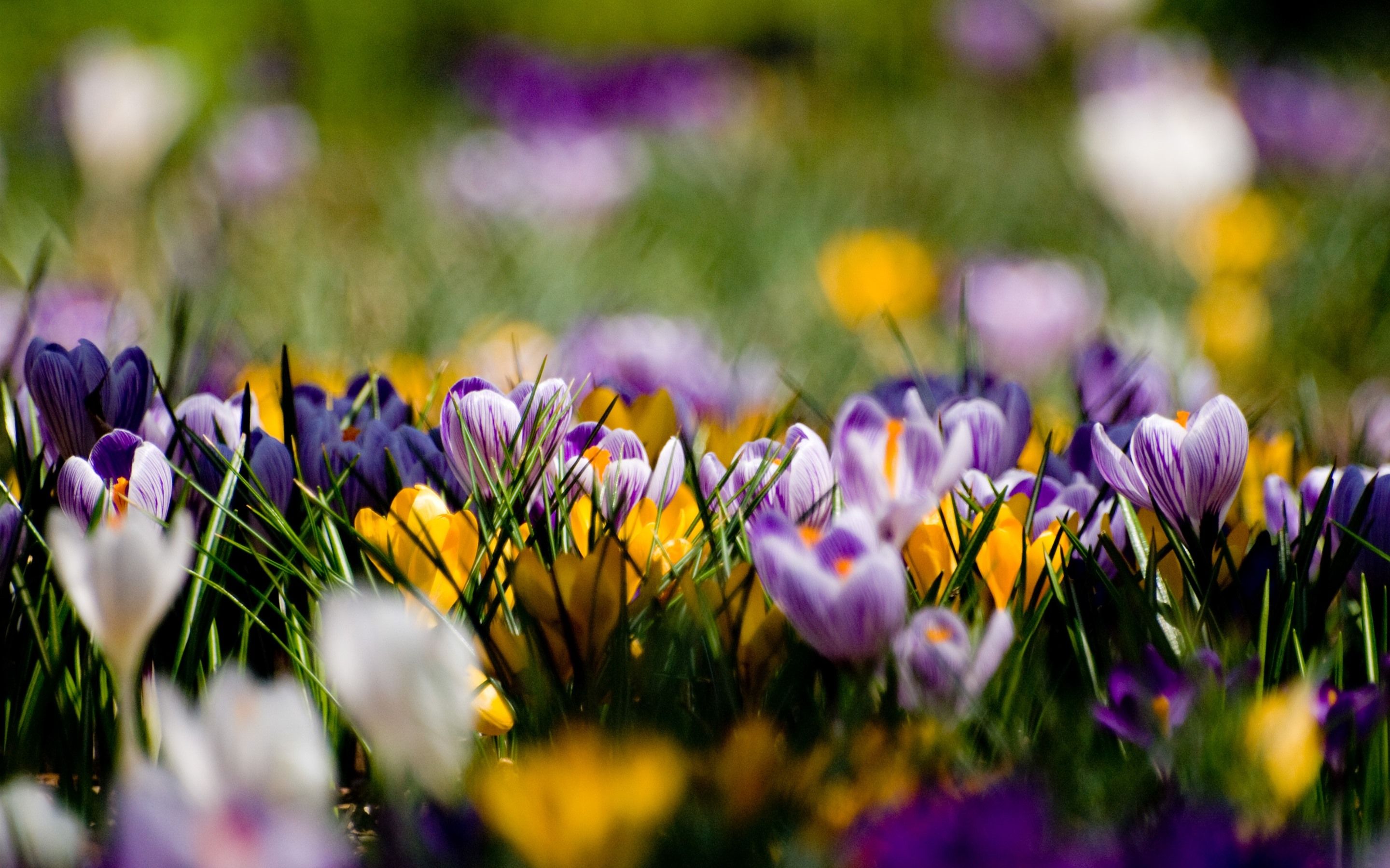 Crocus Wallpapers