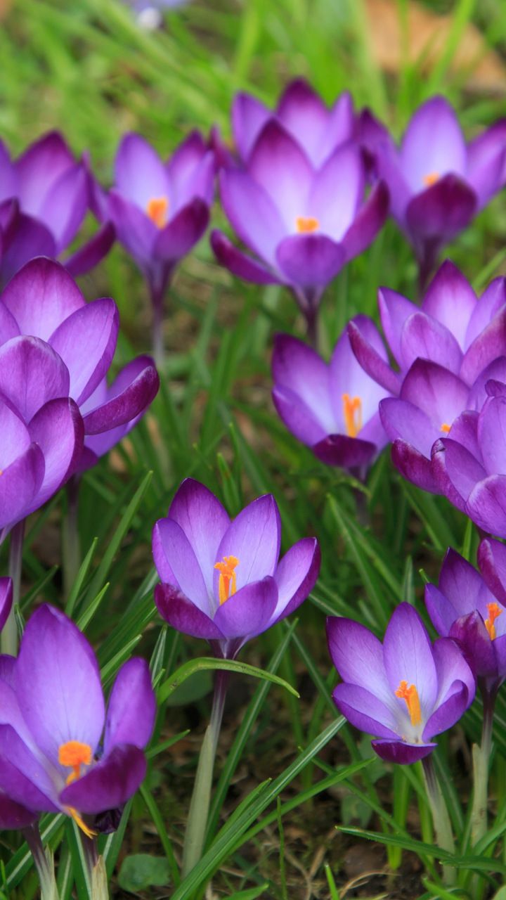 Crocus Wallpapers