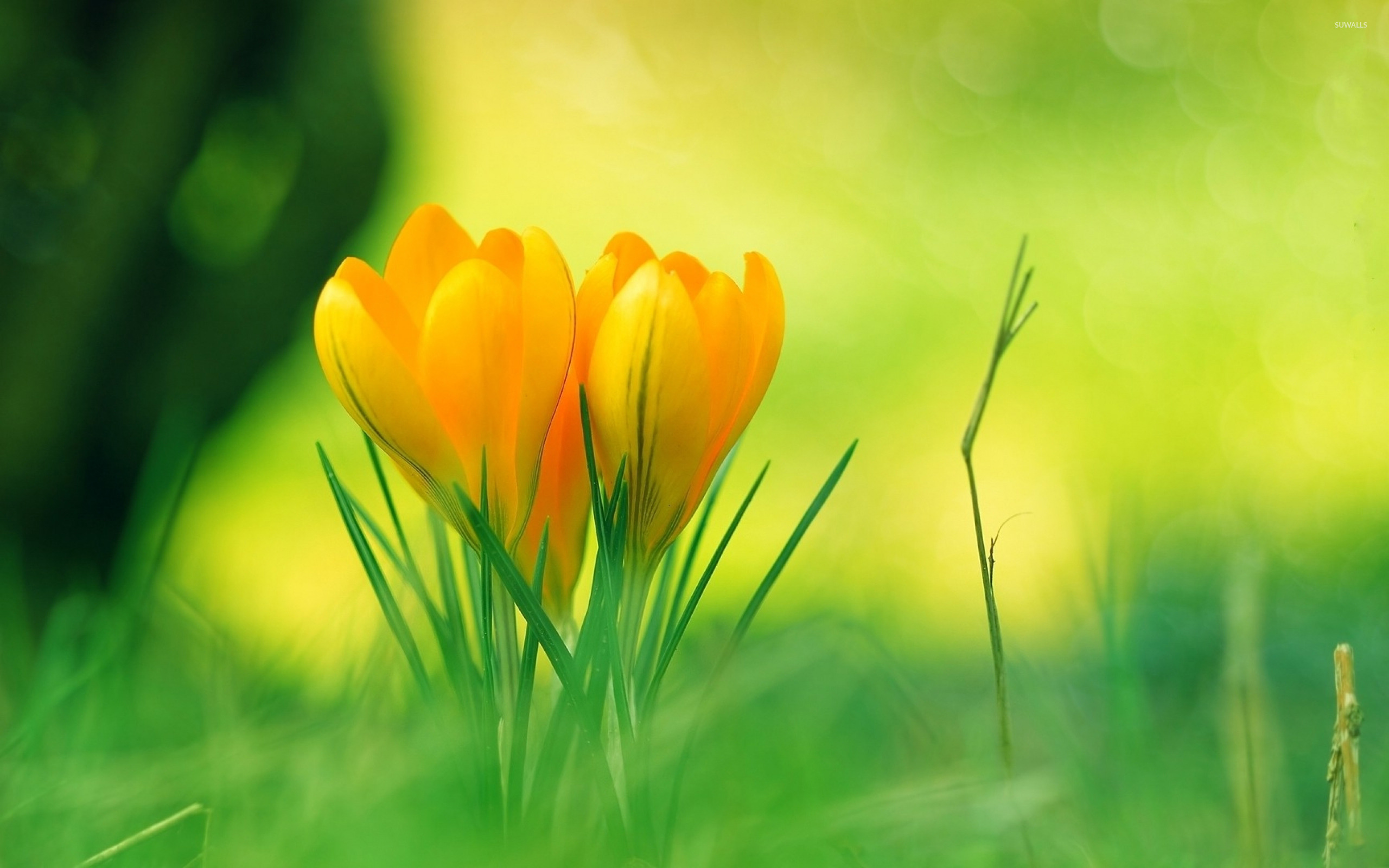 Crocus Wallpapers