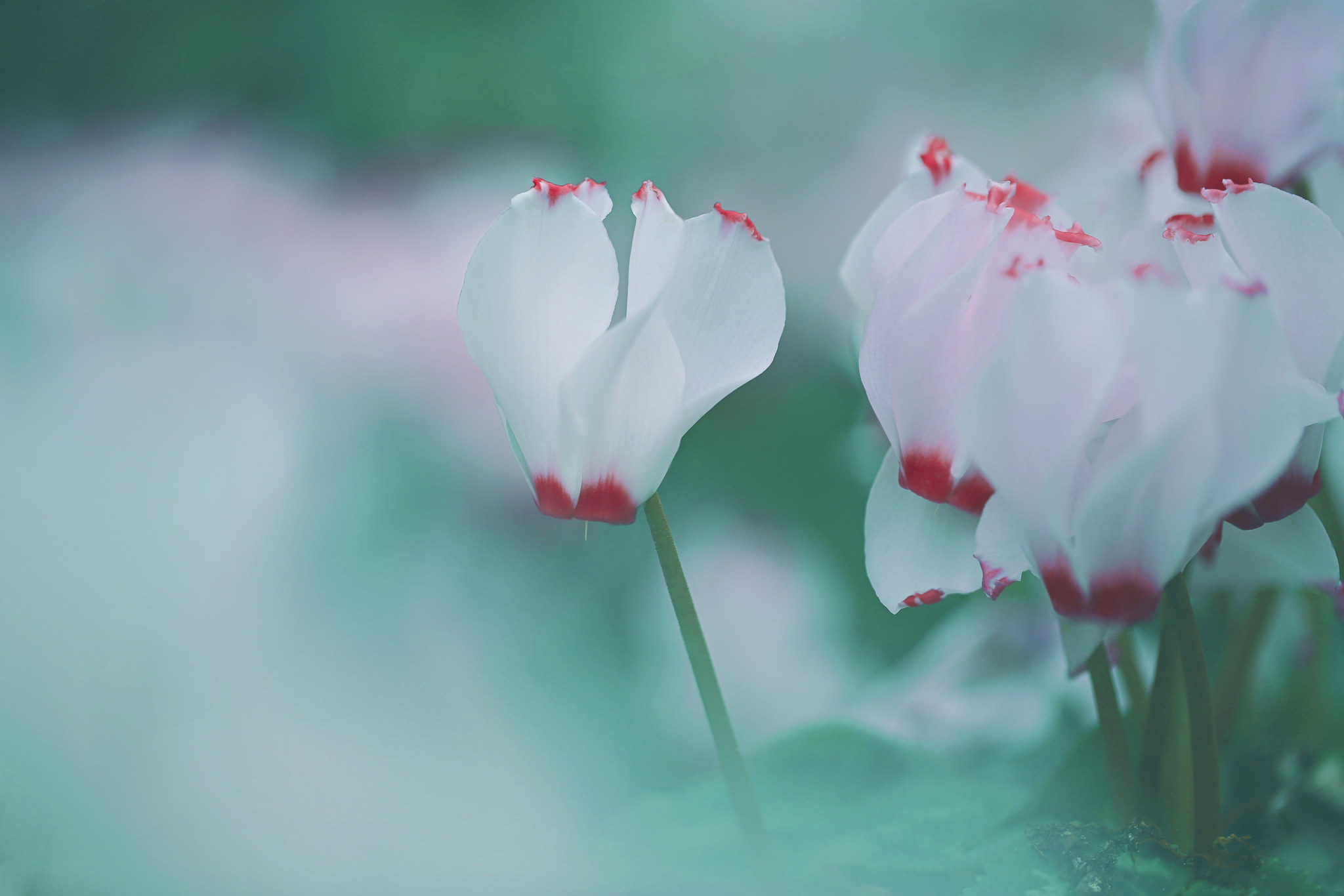 Cyclamen Wallpapers