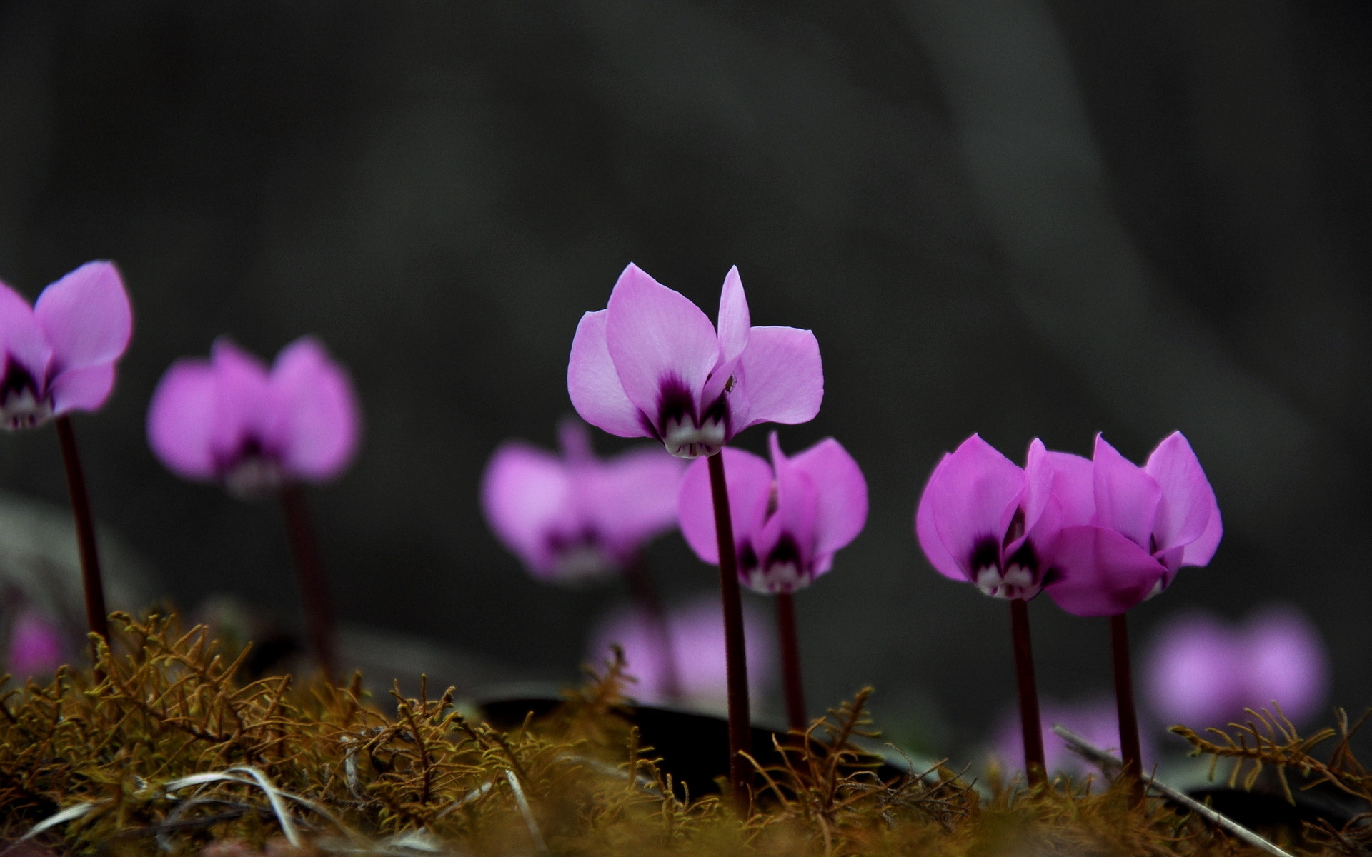 Cyclamen Wallpapers