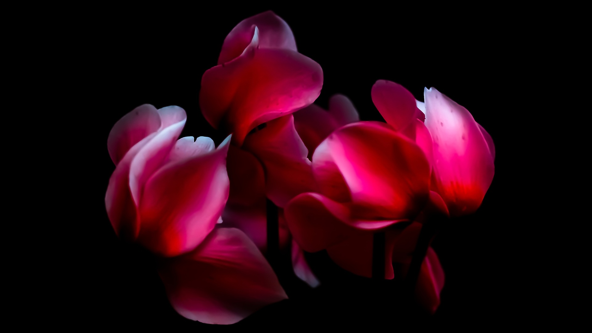 Cyclamen Wallpapers