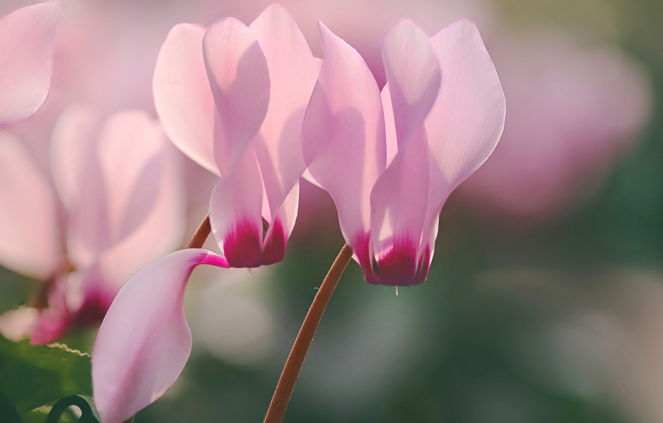 Cyclamen Wallpapers