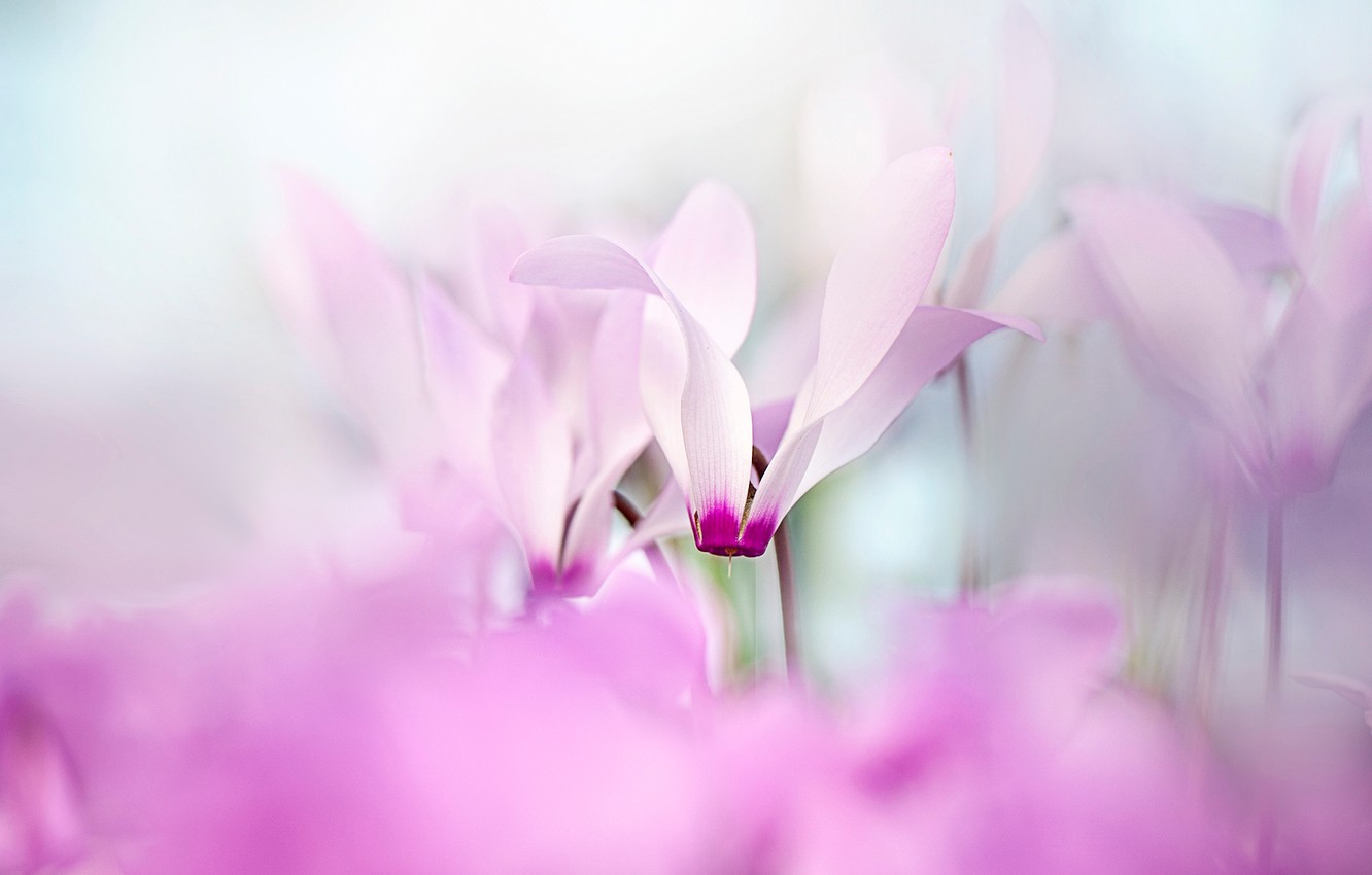 Cyclamen Wallpapers