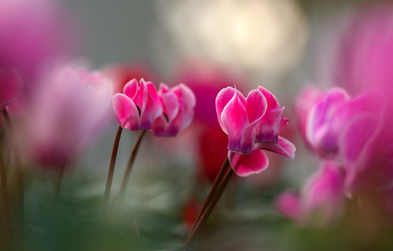 Cyclamen Wallpapers