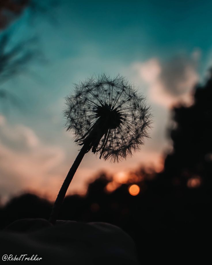 Dandelion Wallpapers