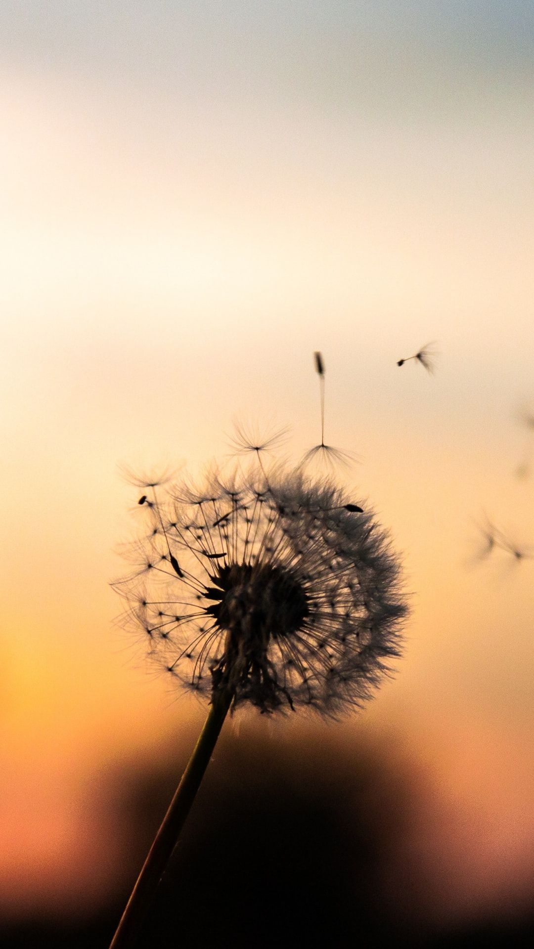 Dandelion Wallpapers