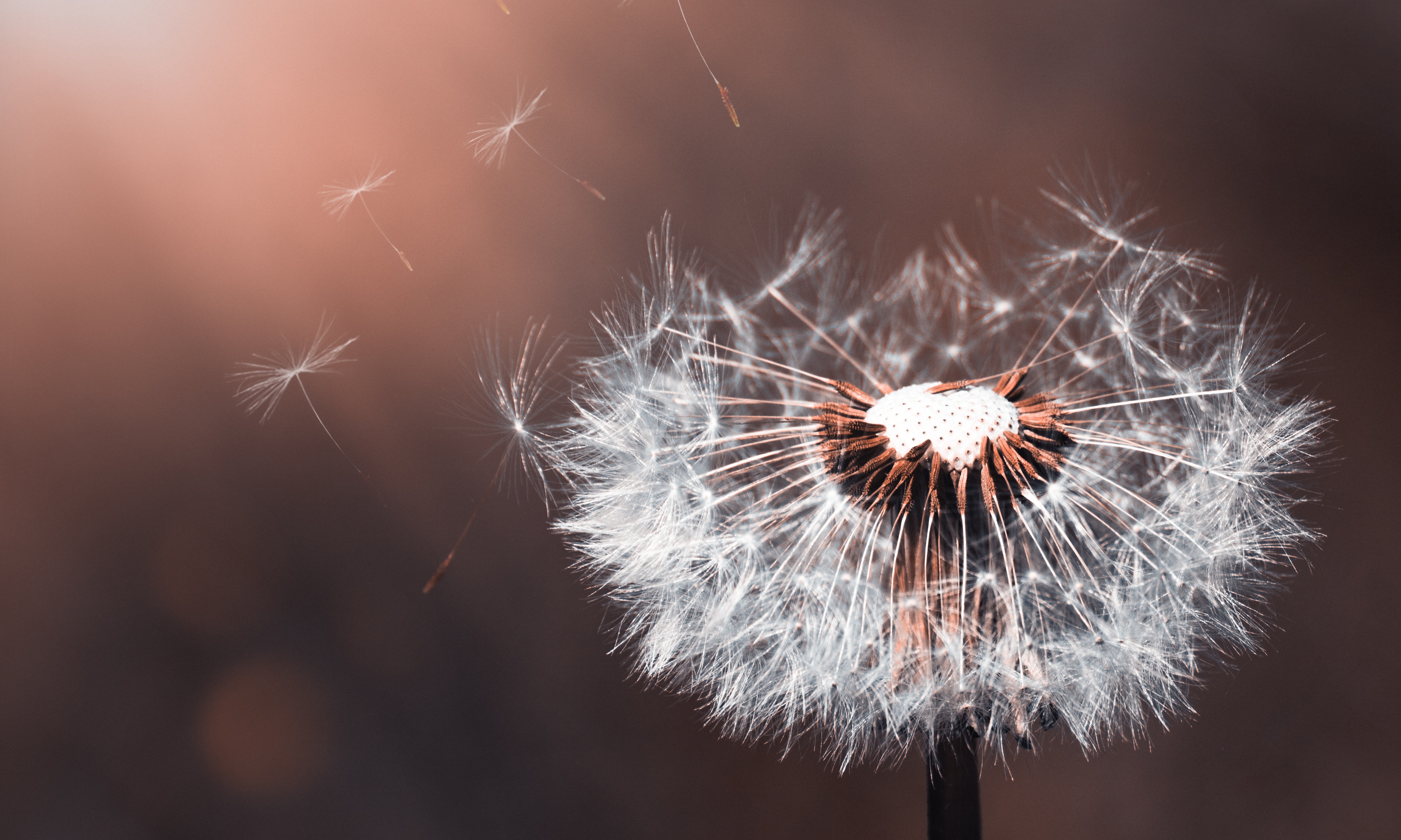 Dandelion Wallpapers