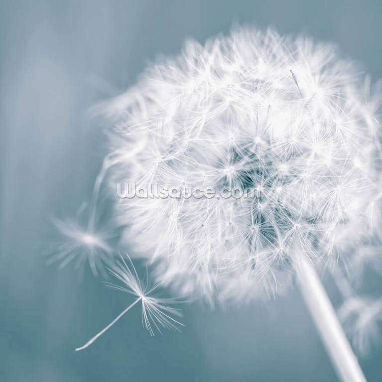 Dandelion Wallpapers