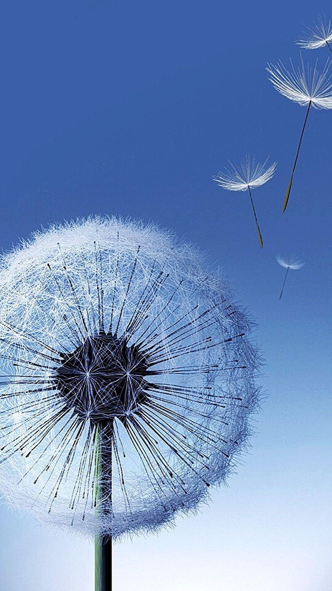 Dandelion Wallpapers