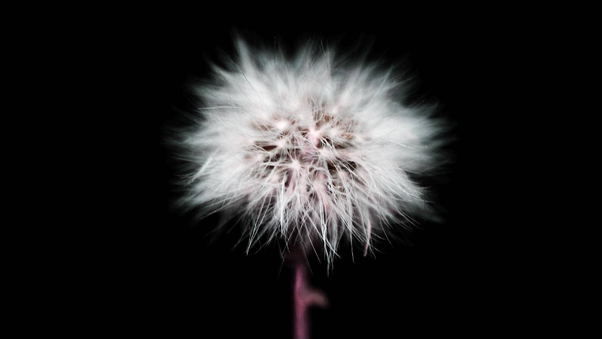 Dandelion Wallpapers