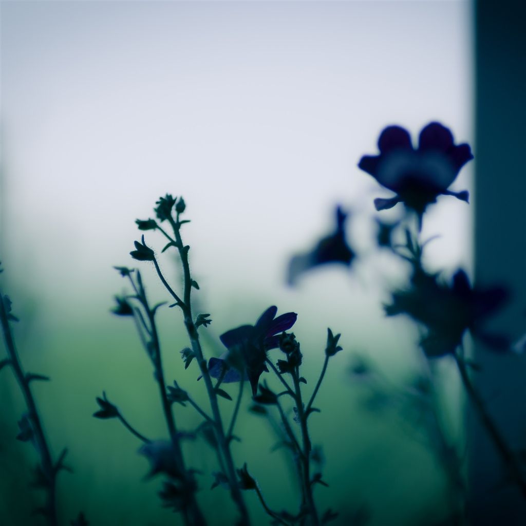 Dark Flowers Plants Wallpapers