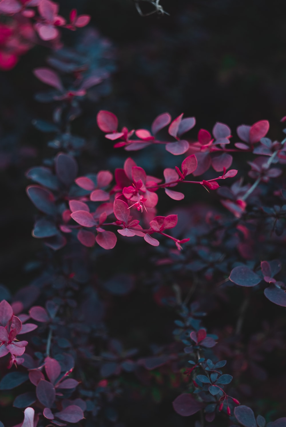 Dark Flowers Plants Wallpapers