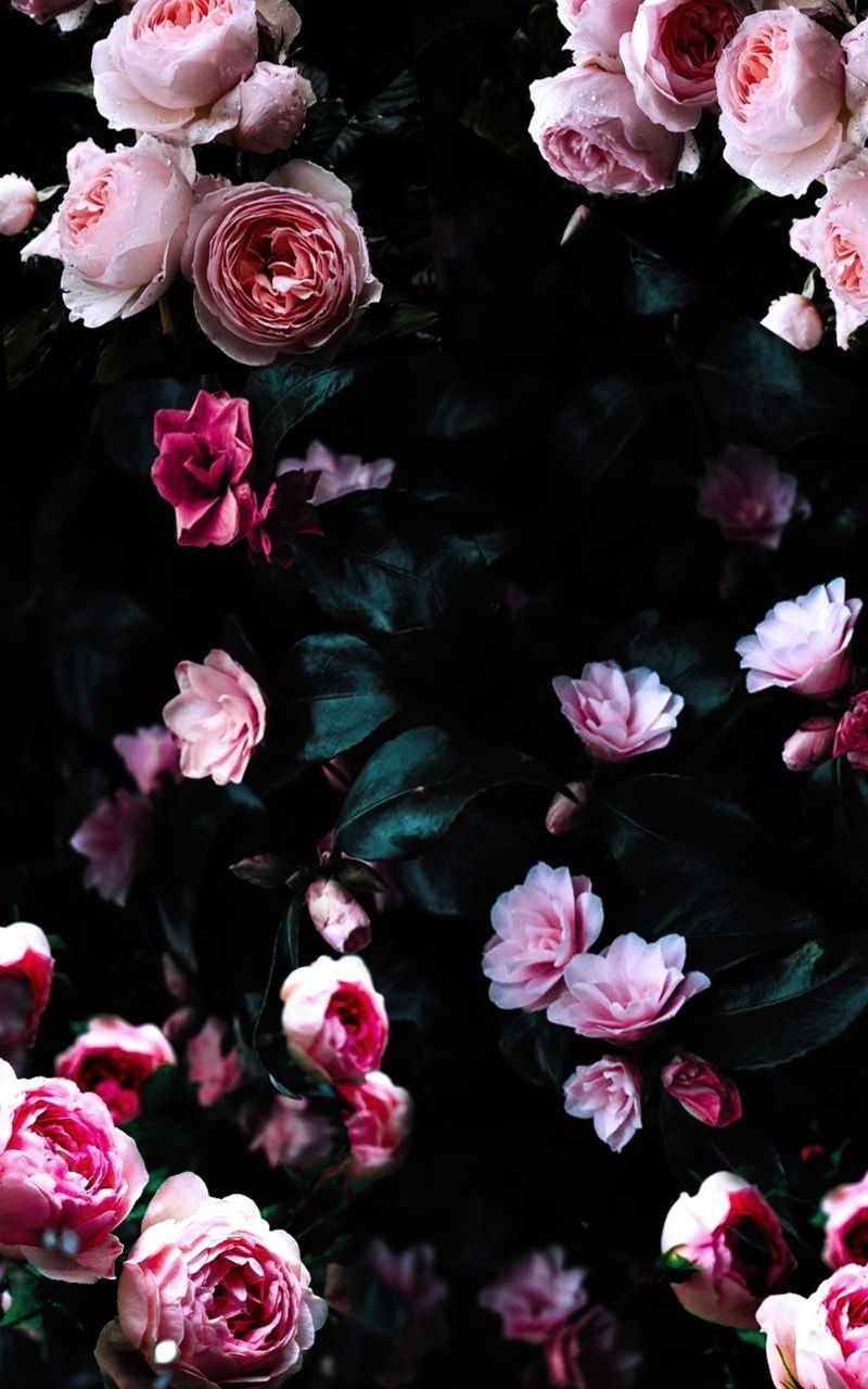 Dark Flowers Plants Wallpapers