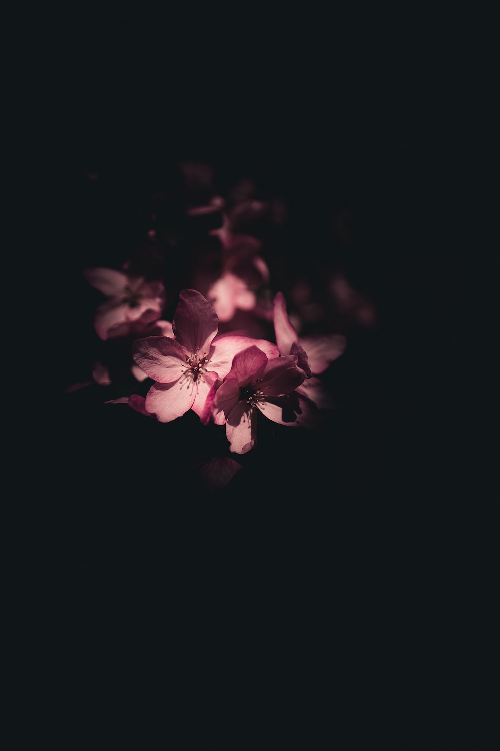 Dark Flowers Plants Wallpapers